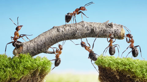 wpid-ants-working-together
